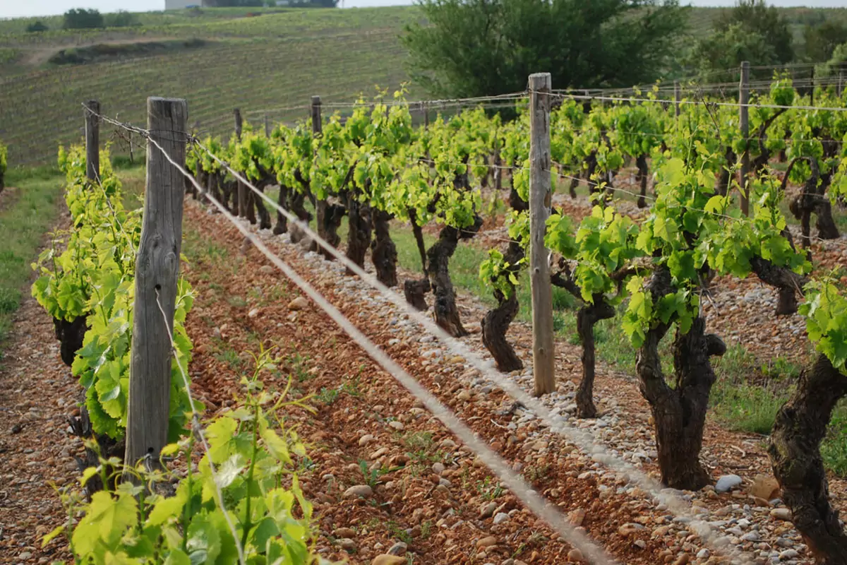 Haut Courchamp aux cuves